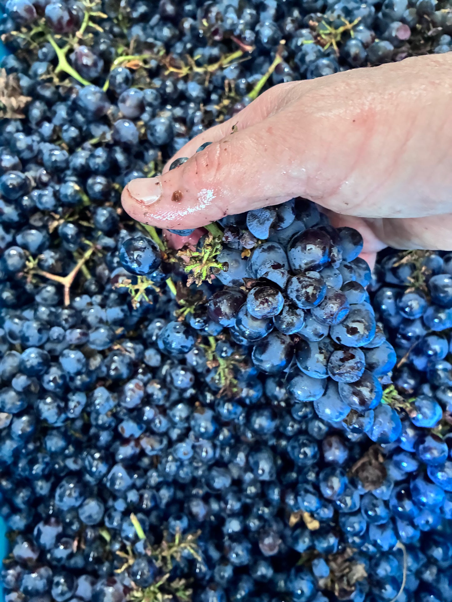 Shiraz Gin
